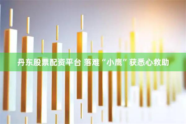 丹东股票配资平台 落难“小鹰”获悉心救助